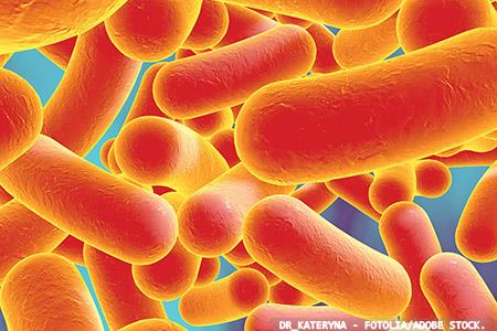 When good bacteria go bad - new links between bacteraemia and probiotic use