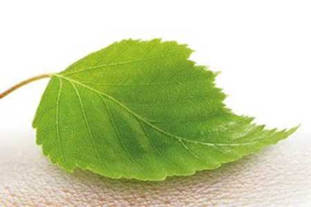 Wood-based innovation for wound care receives regulatory approval and CE mark