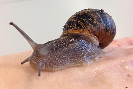 Snail mucus: antimicrobial properties found