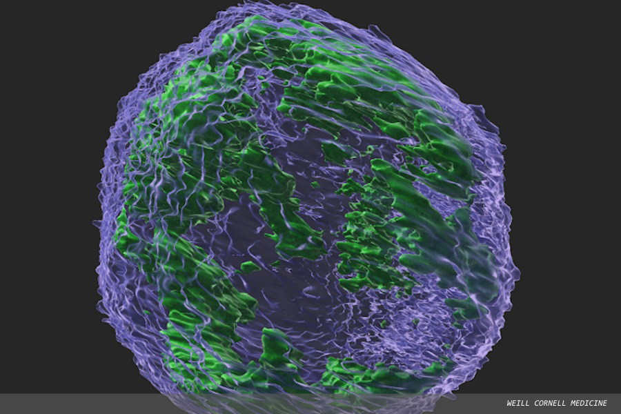 Enzyme that protects against viruses could fuel cancer evolution