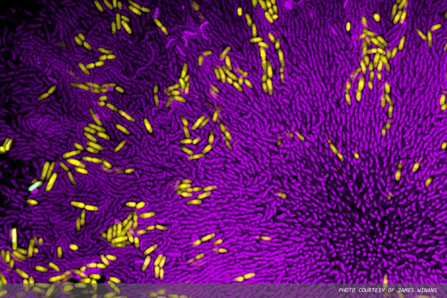 Harmful bacteria can elude predators when in mixed colonies