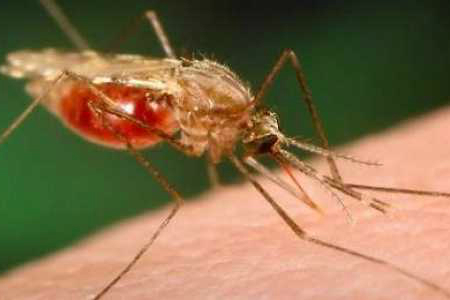 The dengue vaccine is effective and safe