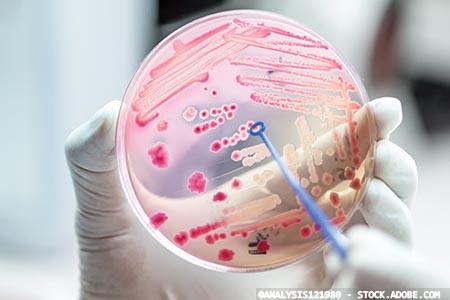 Genomic surveillance studies reveal circulation of multidrug-resistant Enterobacterales in Europe