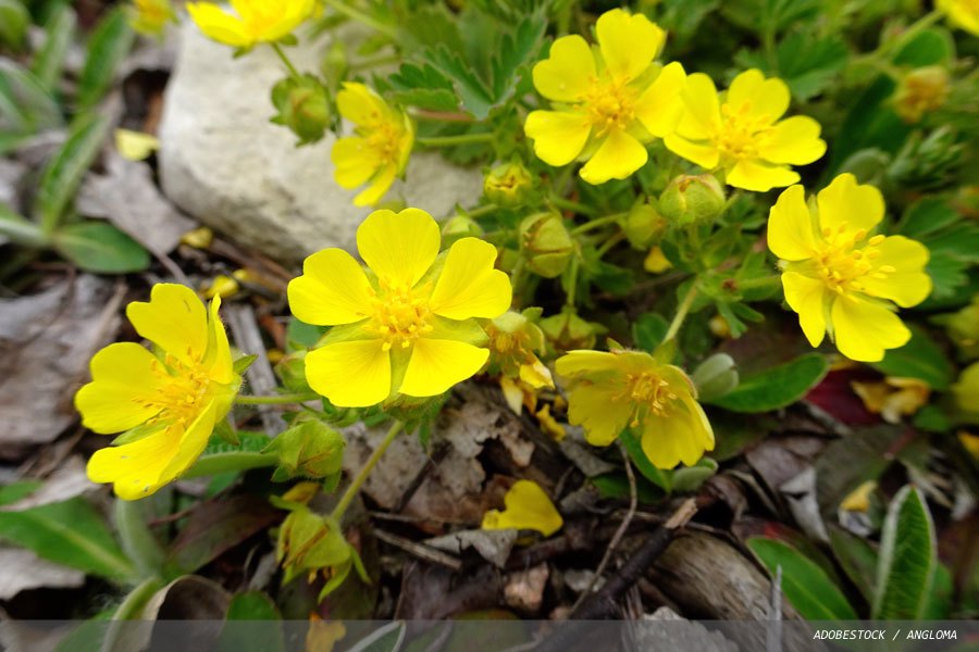 Wildflower’s potential to help tackle antibiotic resistance