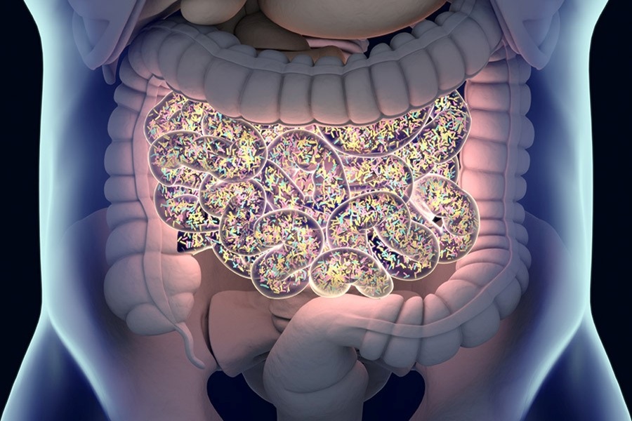 Gut microbe found to worsen sepsis by triggering hyperinflammatory immune responses